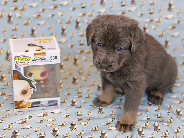chinook puppy